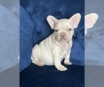 Small Photo #10 French Bulldog Puppy For Sale in BATON ROUGE, LA, USA