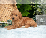 Small Photo #8 Cavapoo Puppy For Sale in KIRKWOOD, PA, USA