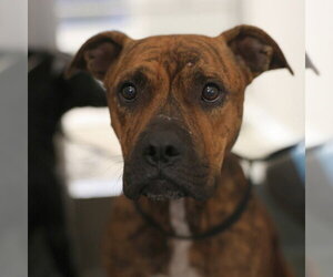 American Staffordshire Terrier-Unknown Mix Dogs for adoption in San Antonio, TX, USA