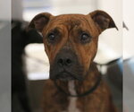 DUKES - Male American Staffordshire Terrier-Unknown Mix Dog for Adoption - Small photo