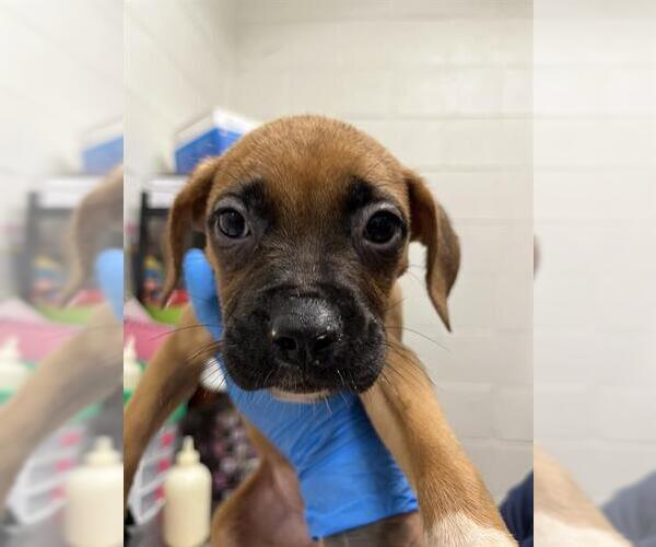 Medium Photo #1 Boxer-Unknown Mix Puppy For Sale in Chula Vista, CA, USA