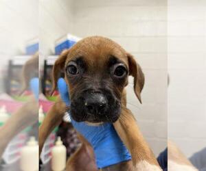 Boxer-Unknown Mix Dogs for adoption in Chula Vista, CA, USA