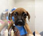 Small Boxer Mix