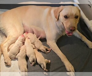 Mother of the Labrador Retriever puppies born on 01/31/2023