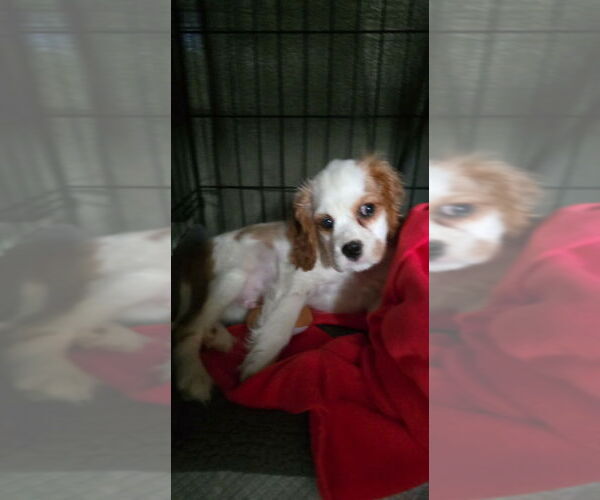 Medium Photo #2 Cavalier King Charles Spaniel Puppy For Sale in Brights Grove, Ontario, Canada