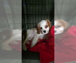 Small #1 Cavalier King Charles Spaniel