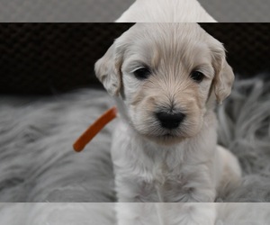 Double Doodle Puppy for sale in EVANS, CO, USA