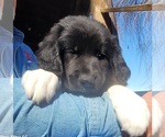 Puppy M6 Great Bernese-Poodle (Standard) Mix