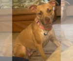 Small #1 Mutt