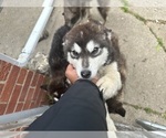 Small #8 Alaskan Malamute