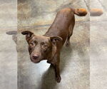 Small #2 Labrador Retriever Mix