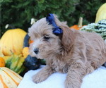 Small #1 Maltipoo-Poodle (Toy) Mix