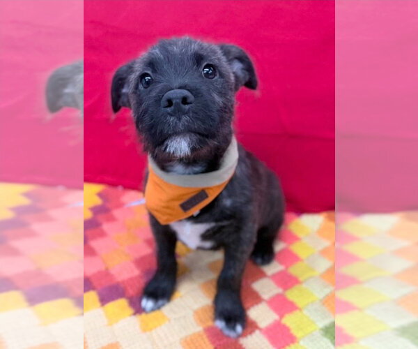 Medium Photo #1 Mutt Puppy For Sale in Lakewood, CO, USA