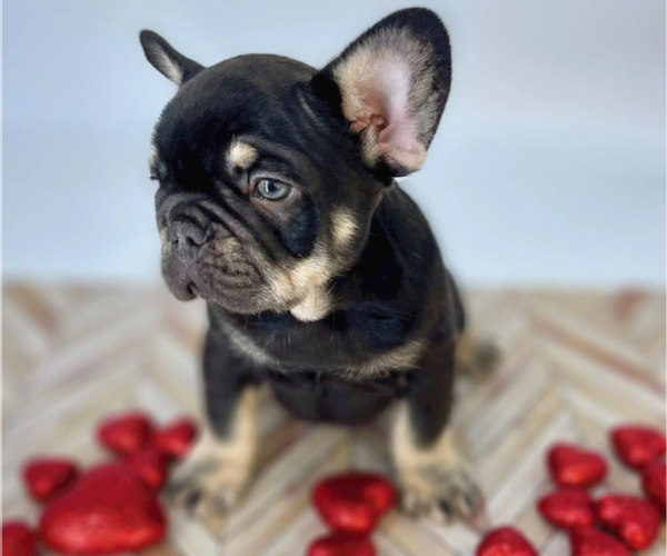 Medium Photo #11 French Bulldog Puppy For Sale in CYPRESS, TX, USA