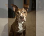 Small American Pit Bull Terrier