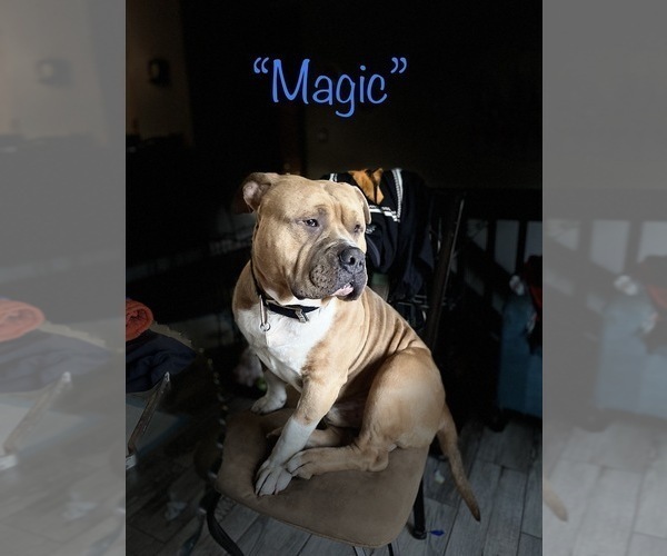 Medium Photo #1 American Bully Puppy For Sale in BARNEGAT, NJ, USA