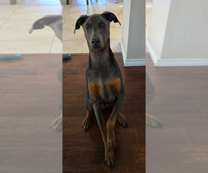 Doberman Pinscher Dogs for adoption in McKinney, TX, USA