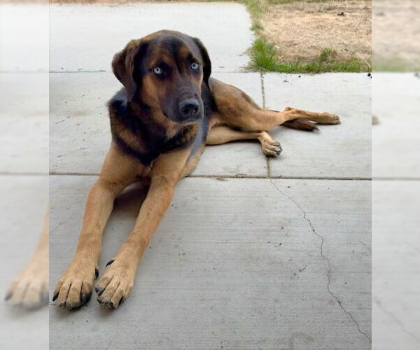 Medium Photo #3 Huskies -Rottweiler Mix Puppy For Sale in San Diego, CA, USA