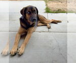 Small #2 Huskies -Rottweiler Mix