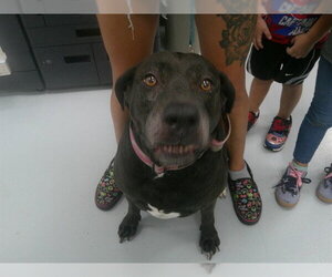 Labrador Retriever-Unknown Mix Dogs for adoption in Ocala, FL, USA