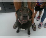 Small Labrador Retriever Mix