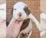 Small American Bully