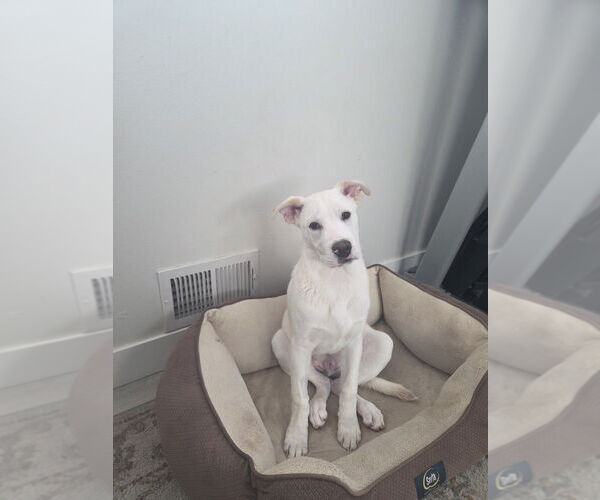 Medium Photo #8 Labrenees Puppy For Sale in Lakewood, CO, USA