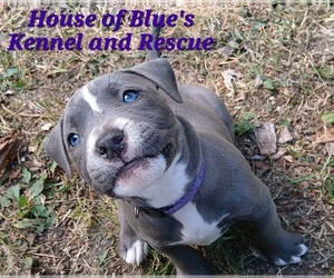 American Pit Bull Terrier Puppy for Sale in DELAWARE, Ohio USA