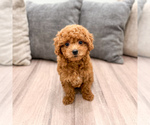 Small #4 Cavapoo (Standard)