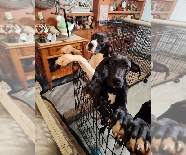 Medium Photo #15 Great Dane Puppy For Sale in CANTONMENT, FL, USA