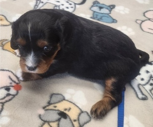 Medium Photo #5 Aussalier Puppy For Sale in ATHOL, ID, USA