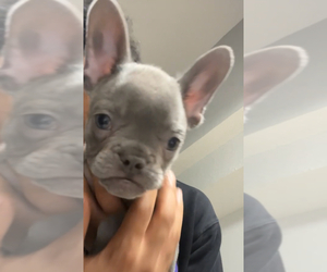 French Bulldog Puppy for sale in HOLLYWOOD, FL, USA