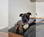 Small #30 Boxer Mix