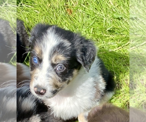 Medium Photo #5 Miniature Australian Shepherd Puppy For Sale in WHITEWATER, MO, USA