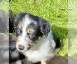 Small Photo #5 Miniature Australian Shepherd Puppy For Sale in WHITEWATER, MO, USA