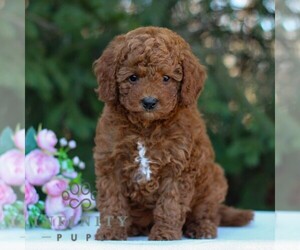 Goldendoodle (Miniature) Puppy for sale in EAST EARL, PA, USA