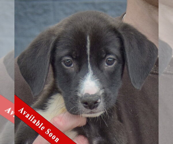 Medium Photo #1 Border Collie-Unknown Mix Puppy For Sale in Huntley, IL, USA