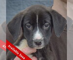 Hudson - Male Border Collie-Unknown Mix Dog for Adoption - Small photo