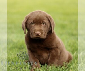 Labrador Retriever Puppy for sale in RONKS, PA, USA