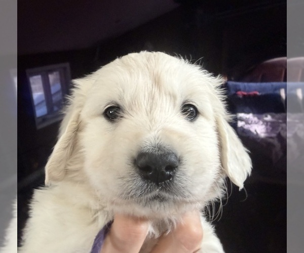 Medium Photo #22 English Cream Golden Retriever Puppy For Sale in MEDFORD TOWNSHIP, NJ, USA