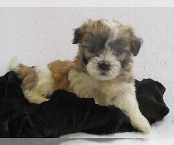 Medium Photo #3 Zuchon Puppy For Sale in THORP, WI, USA
