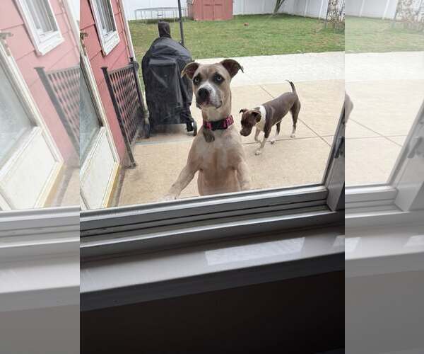 Medium Photo #2 American Pit Bull Terrier-Unknown Mix Puppy For Sale in Belleville, MI, USA