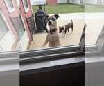 Small #1 American Pit Bull Terrier Mix