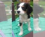 Small Photo #46 Australian Shepherd-Cavalier King Charles Spaniel Mix Puppy For Sale in HOWLAND, OH, USA