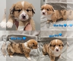 Puppy Blue Woody American Corgi