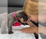 Small #1 Neapolitan Mastiff