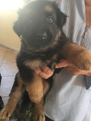 Medium German Shepherd Dog