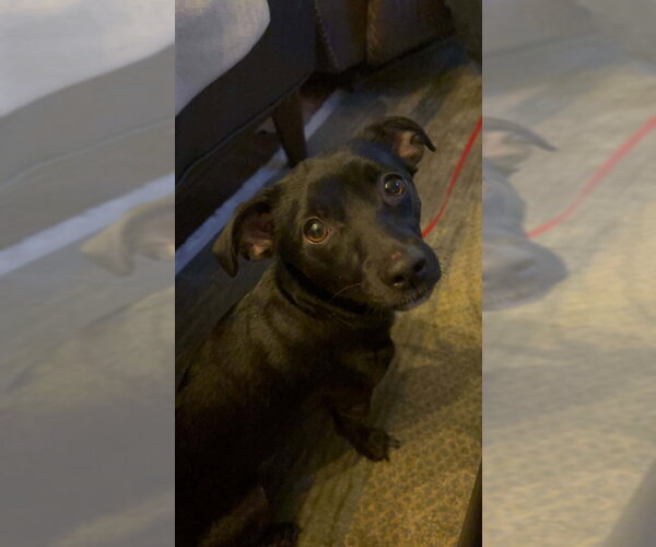 Medium Photo #1 Chihuahua-Unknown Mix Puppy For Sale in Mukwonago, WI, USA