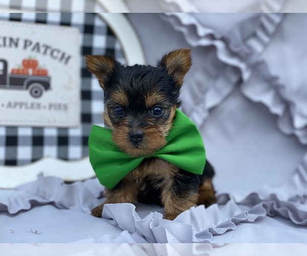 Medium Photo #3 Yorkshire Terrier Puppy For Sale in LANCASTER, PA, USA