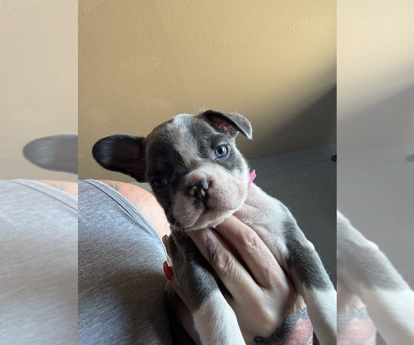 Medium Photo #9 French Bulldog Puppy For Sale in TUCSON, AZ, USA